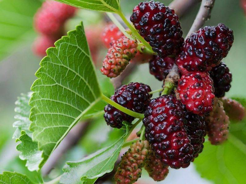 Шелковица купить саженцы из питомнике в Красноуфимске