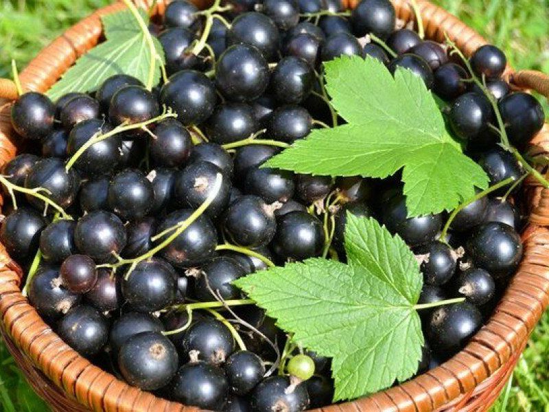 Смородина купить саженцы из питомника в Красноуфимске