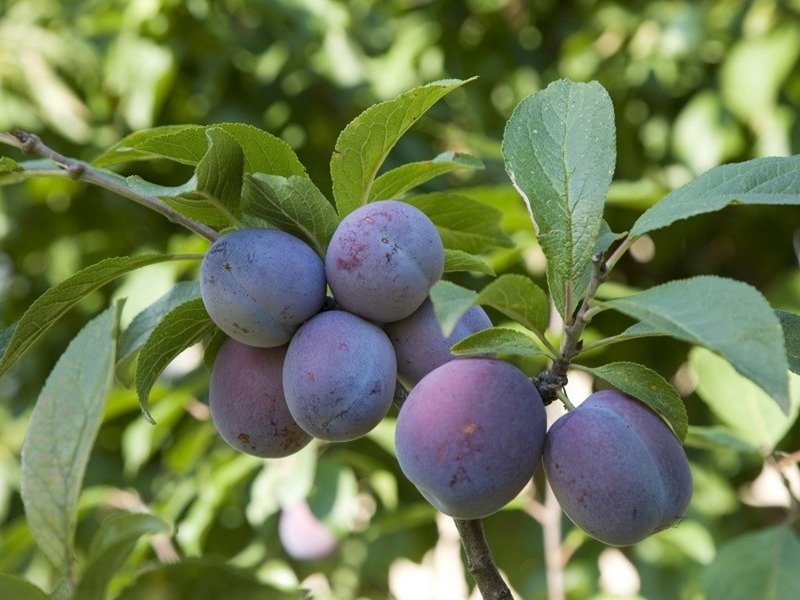 Слива купить саженцы из питомника в Красноуфимске