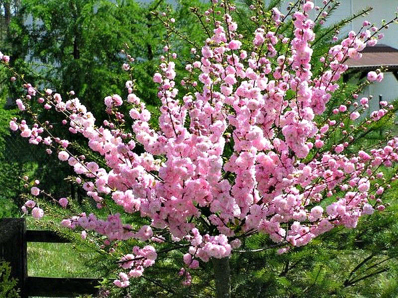 Миндаль купить саженцы из питомника в Красноуфимске