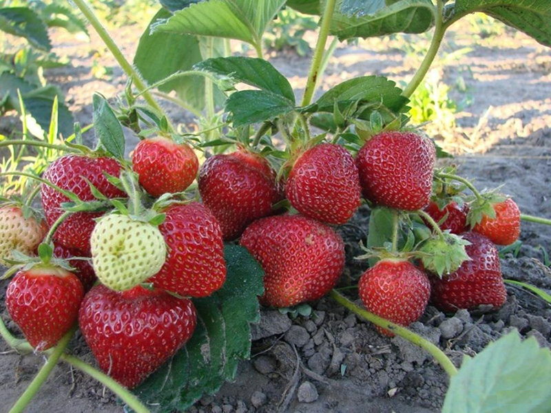 Клубника купить саженцы из питомника в Красноуфимске