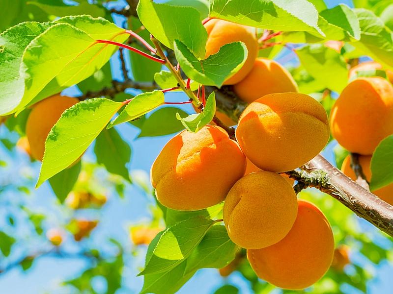 Абрикос купить саженцы из питомнике в Красноуфимске
