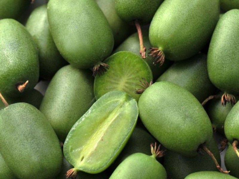 Актинидия купить саженцы из питомнике в Красноуфимске
