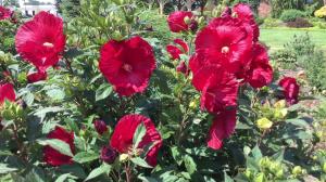 Гибискус "КРЕНБЕРРИ КРАШ" кустовидный, древовидный